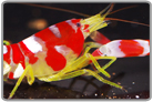 Candy Stripe Pistol Shrimp